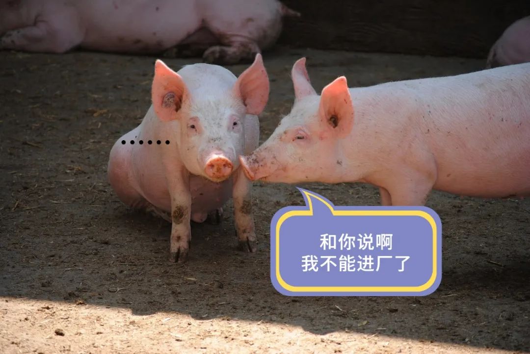 生豬屠宰