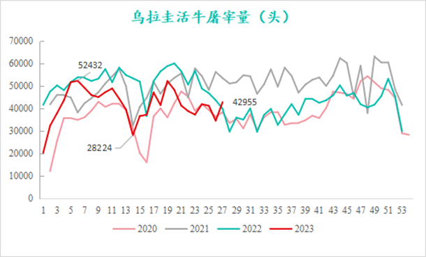 烏拉圭活牛屠宰量